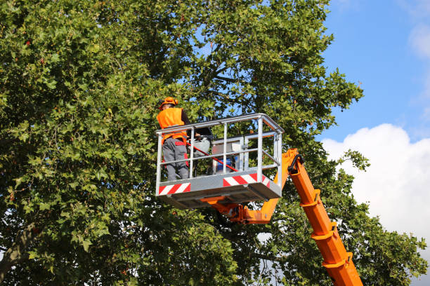 Best Aeration Services  in Bonita, CA
