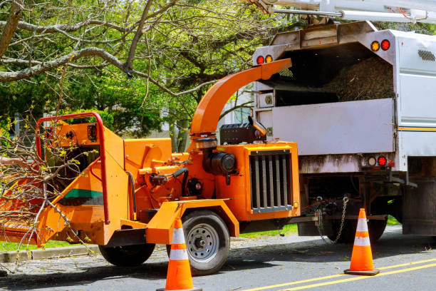 Reliable Bonita, CA Tree Removal Solutions